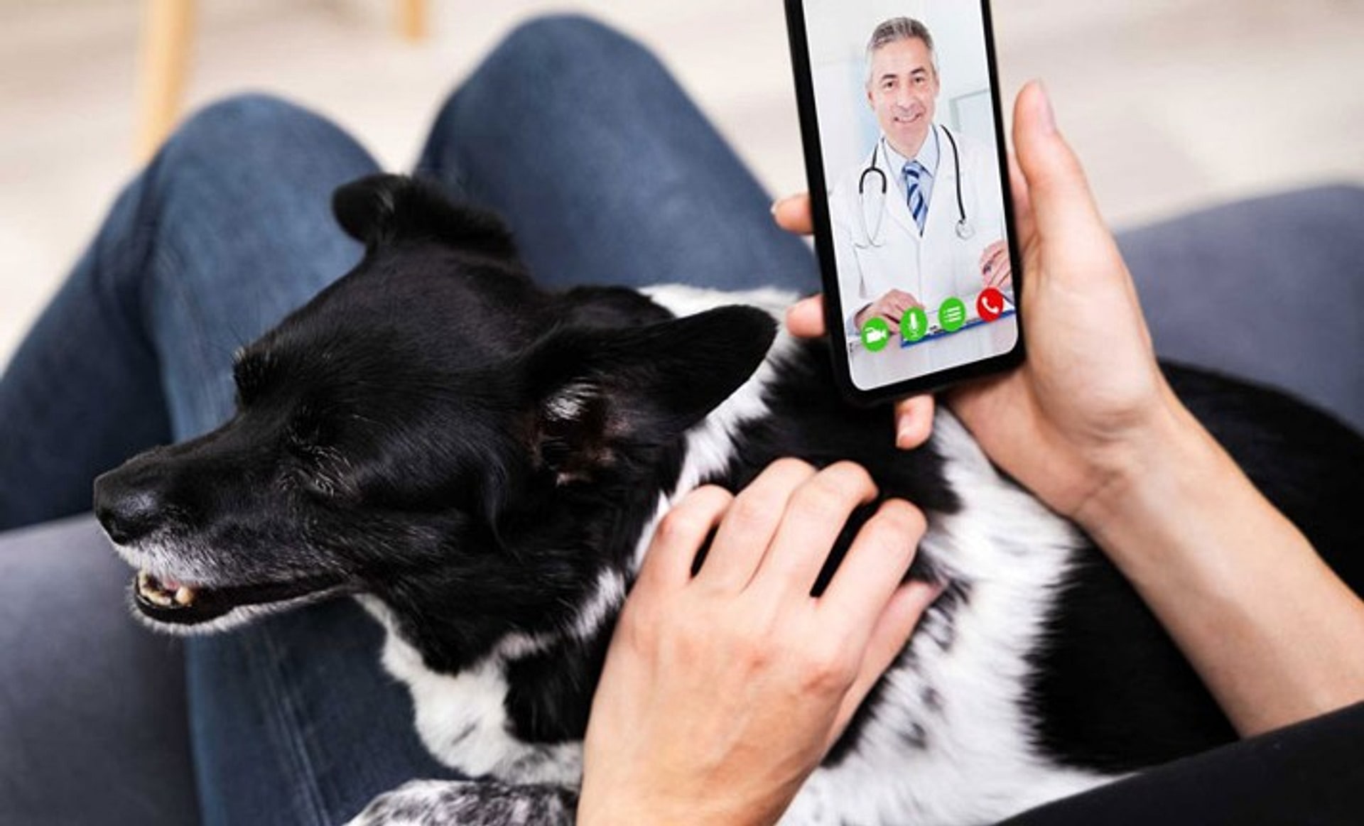 Dueño en videollamada con un veterinario desde el celular, con su perro en las piernas